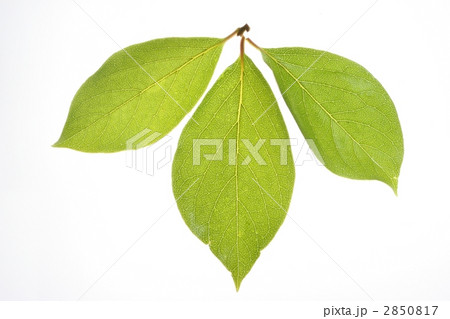 カキの葉 2850817