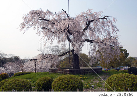 円山公園　祇園枝垂れ桜 2850860