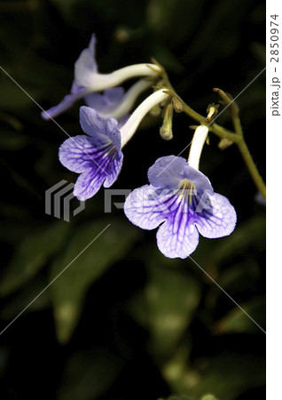 ストレプトカーパス 2850974