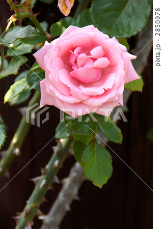 羽衣という名のバラ 2850978