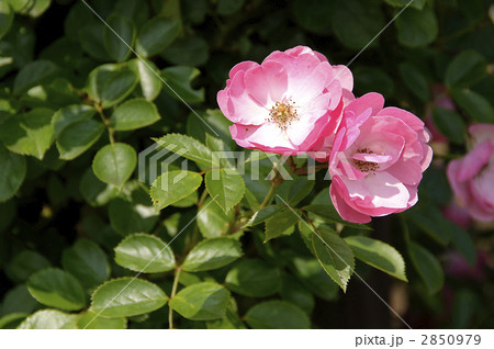 アンジェラという名のバラ 2850979