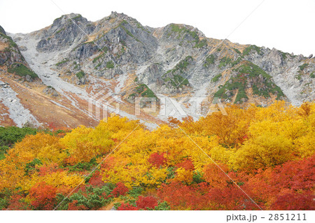 ナナカマド ダケカンバ ナナカマド ダケカンバ 2851211