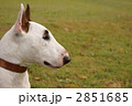 2851685