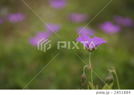 ハクサンフロウ 2851884