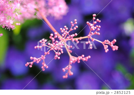 シモツケ 2852125