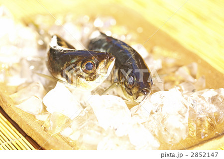 釣れたての鯵 2852147