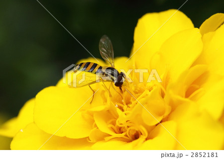 マリーゴールドの蜜を吸うヒラタアブ 2852181