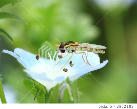 ネモフィラの蜜を吸うヒラタアブ 2852185