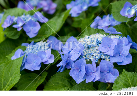 額紫陽花 額紫陽花 2852191