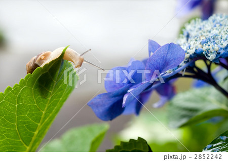 額紫陽花とカタツムリ 2852242