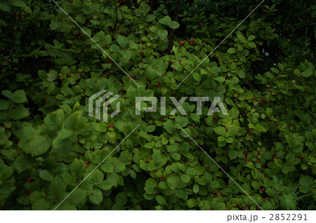 赤い実のなる木 赤い実のなる木 2852291