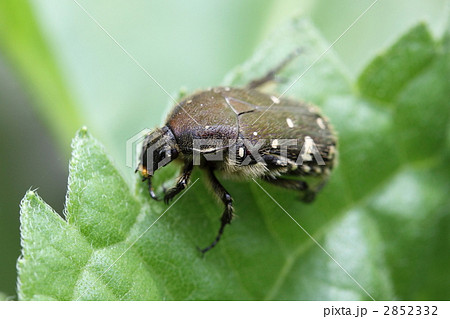ひまわりの葉にとまったハナムグリ ひまわりの葉にとまったハナムグリ 2852332