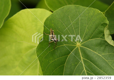 イシガキモリバッタ 2852359