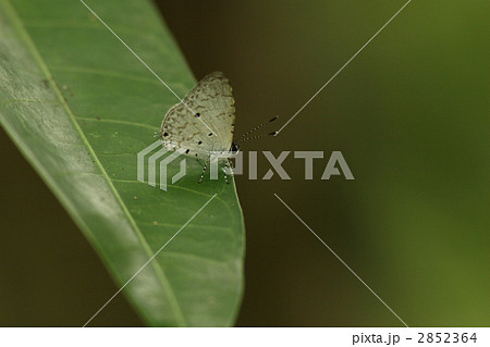タイワンクロボシシジミ 2852364