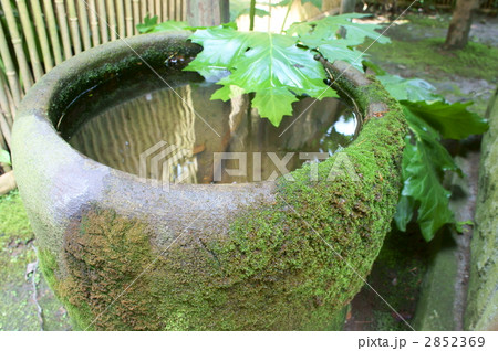 水がめ 苔 水がめ 苔 2852369