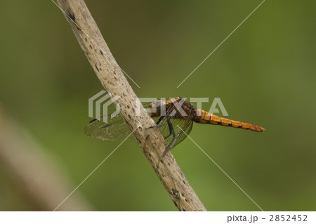 コフキショウジョウトンボのメス コフキショウジョウトンボのメス 2852452