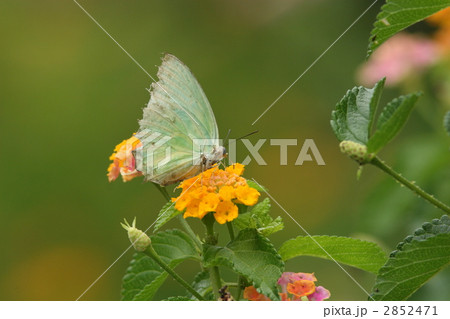 ウスキシロチョウ ウスキシロチョウ 2852471