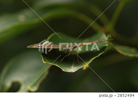 マサキウラナミジャノメ 2852494