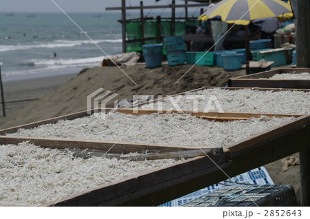 シラスの天日干し 2852643