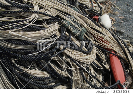 あみ あみ 2852658