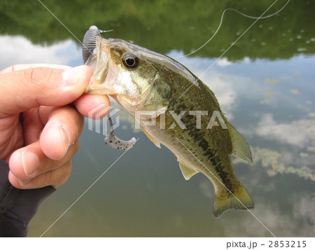 趣味のルアーフィッシングで釣れた小さいブラックバス 趣味のルアーフィッシングで釣れた小さいブラックバス 2853215