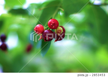ジューンベリーの赤い実 2853453