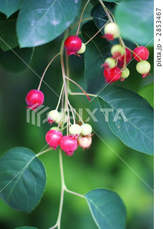 ジューンベリーの赤い実 ジューンベリーの赤い実 2853467