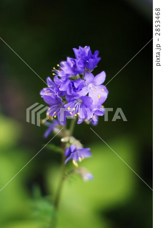 絶滅危惧種ハナシノブの美しい花の写真素材