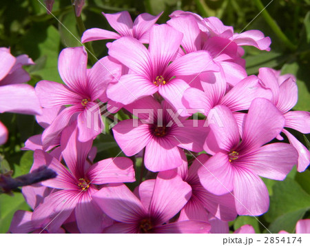 こじま花の会花畑入り口を飾る野草化植物イモカタバミ 2854174