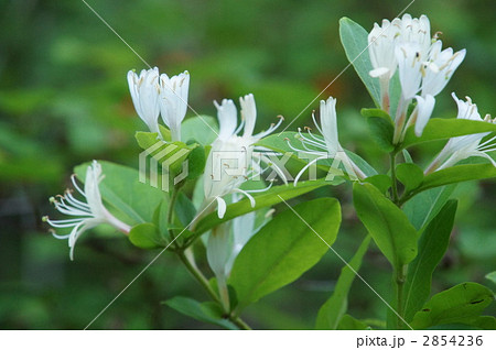 スイカズラ 2854236