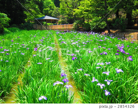 生田菖蒲園 生田菖蒲園 2854326