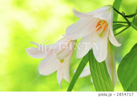 ヒメサユリちゃん・横 ヒメサユリちゃん・横 2854717