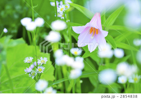 ヒメサユリちゃん・横 ヒメサユリちゃん・横 2854838