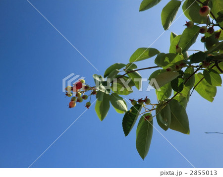 ジューンベリー美味しい。 2855013