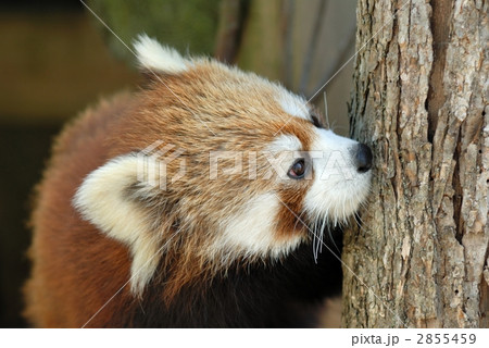 レッサーパンダ 2855459