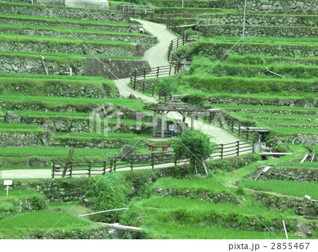 四谷千枚田 四谷千枚田 2855467