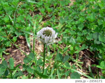 シロツメクサ シロツメクサ 2856171