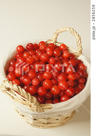 ゆすらうめ ゆすらうめ 2856259