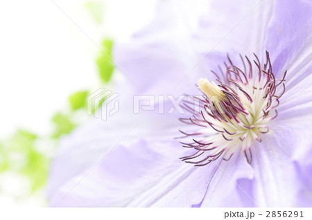 クレマチス・横 2856291