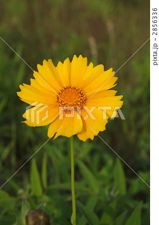 オオキンケイギク オオキンケイギク 2856336