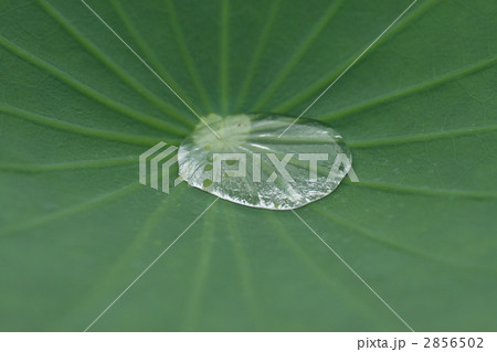 田芋の葉に溜まった朝露 田芋の葉に溜まった朝露 2856502