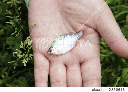 手の平の上の魚の写真素材