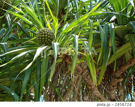 ラウハラ 2856728