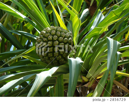 ラウハラ 2856729