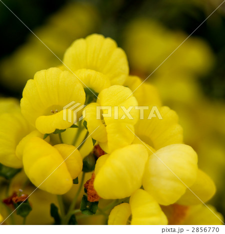 カルセオラリア カルセオラリア 2856770