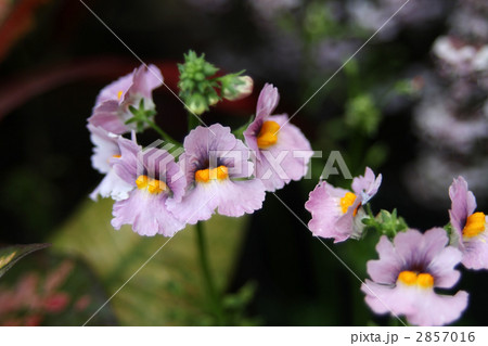 ネメシア ネメシア 2857016