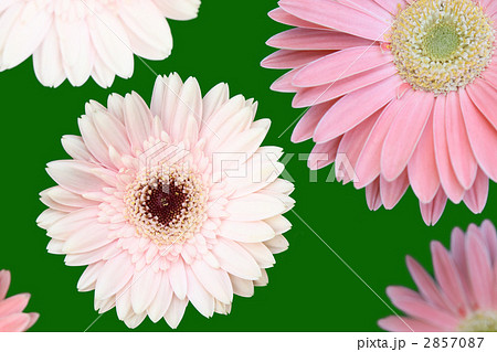 ガーベラ 2857087