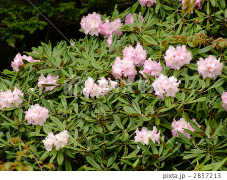 ハクサンシャクナゲ ハクサンシャクナゲ 2857213