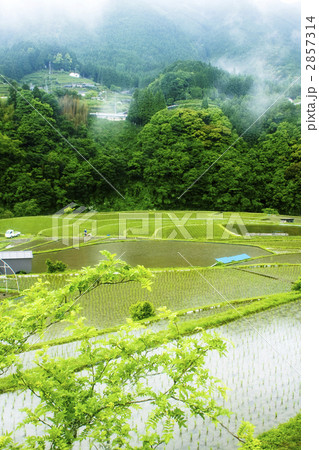 あらぎ島棚田 2857314