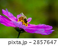 ミツバチとコスモス 2857647